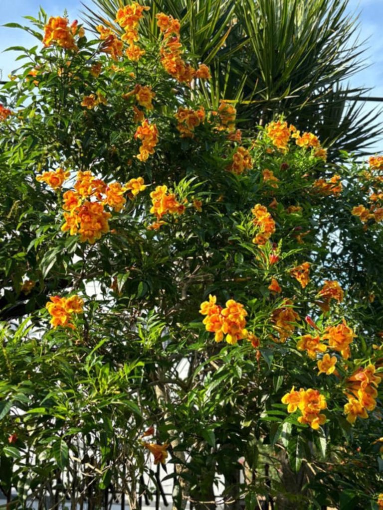 Yellow blooming flowers 