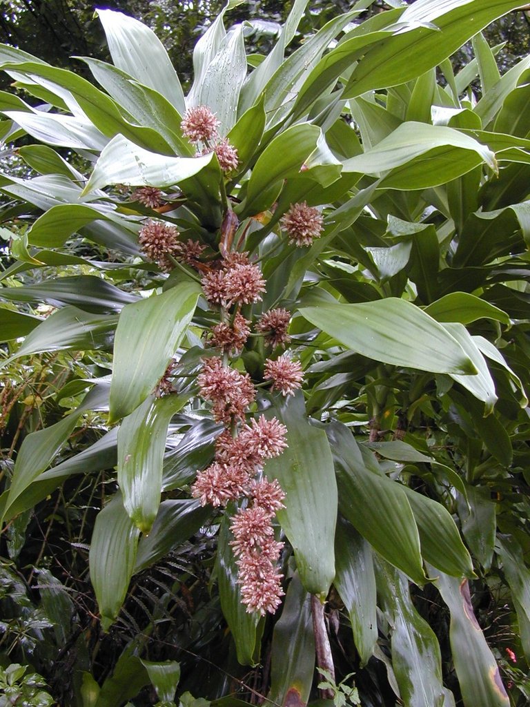 Starr_021203-0014_Dracaena_fragrans.jpg