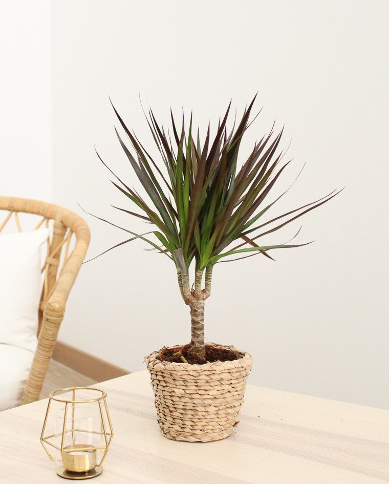 dracena-marginata.jpg