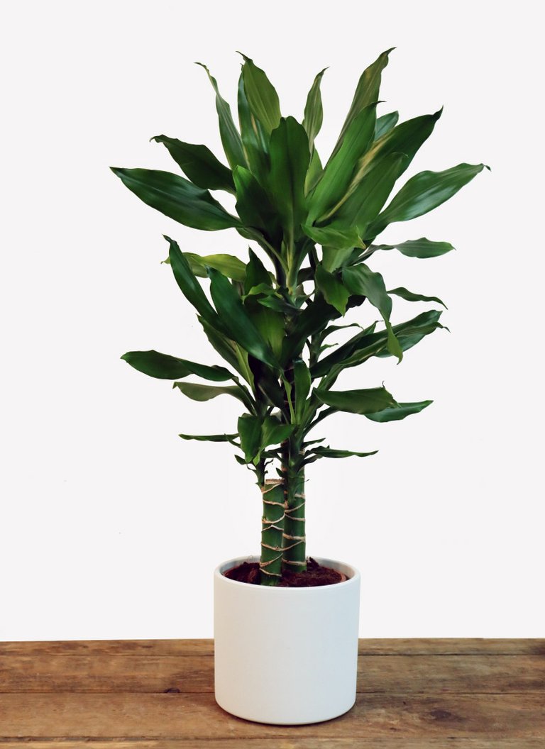 Planta-Dracaena-fragans-carmencovelo-vigo.jpg