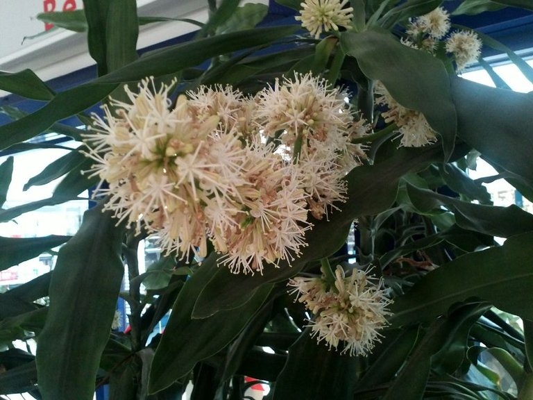 Dracaena_fragrans_15.jpg