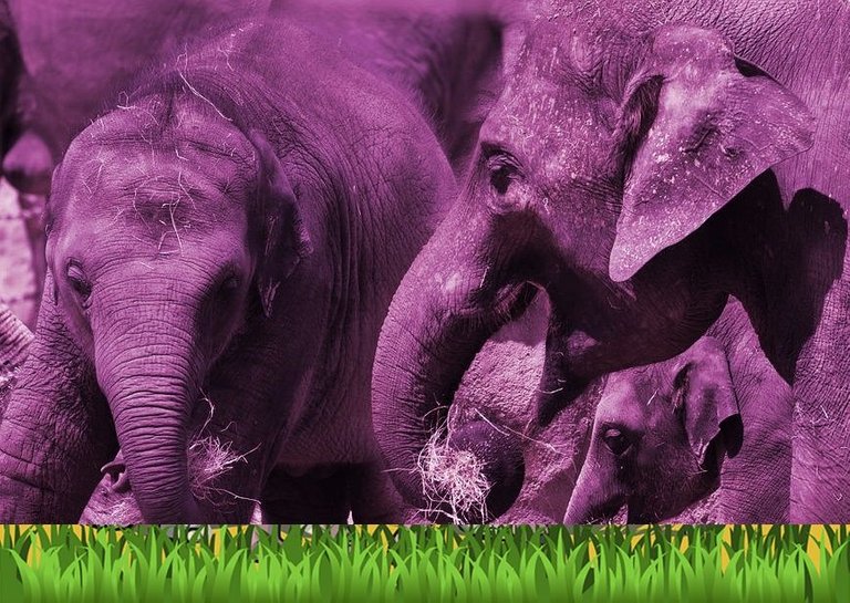 elephants-6883908_960_720.jpg