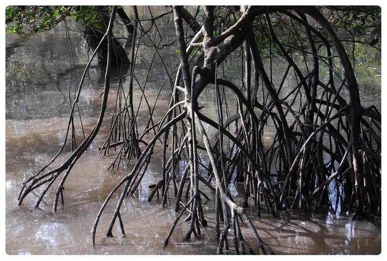 mangrove-701182_960_720.jpg
