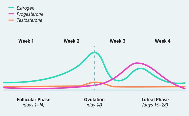 hormone cycle.jpg
