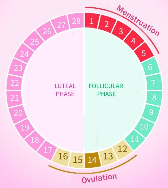 The menstrual cycle.jpg