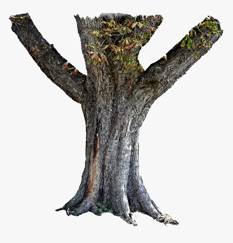 491-4910990_tree-trunk-stock-png-transparent-background-tree-trunk.png