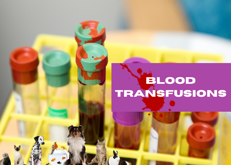 Blood transfusions.png