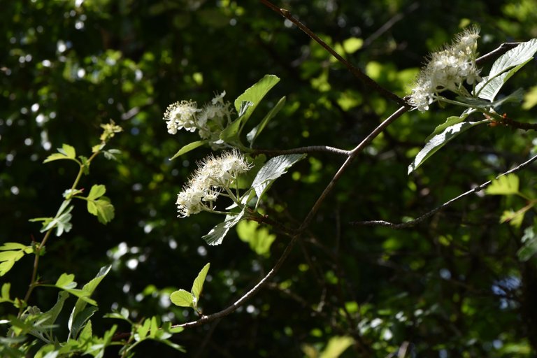 DSC_1917.JPG
