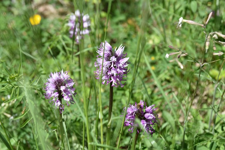 DSC_1711.JPG