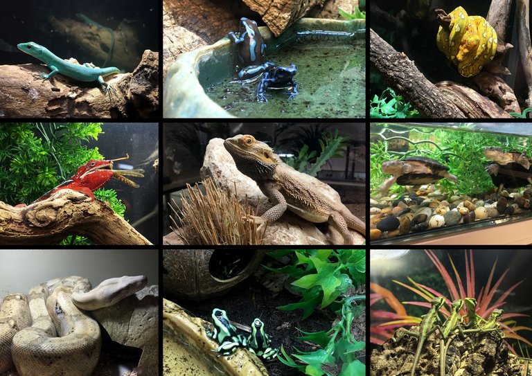 COUV REPTILES GOOD ONE.jpg