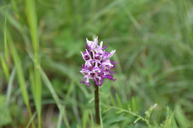 DSC_1698.JPG