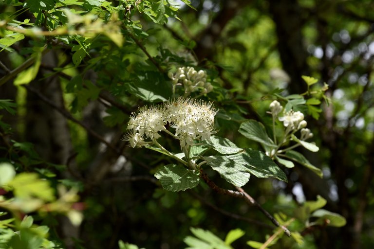 DSC_1914.JPG