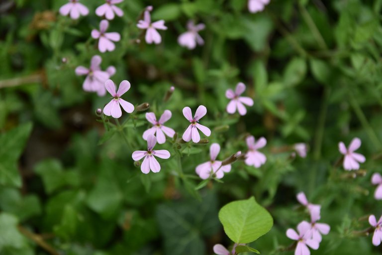 DSC_1564.JPG