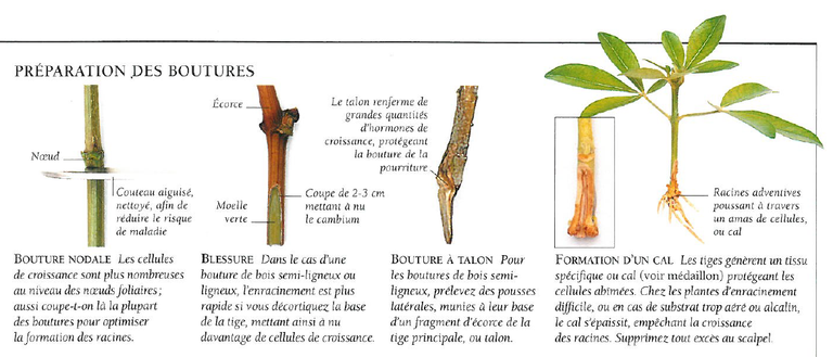 Préparation-de-différents-types-de-boutures-3.png