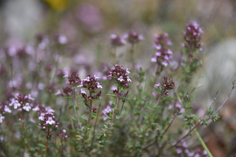 DSC_1575.JPG