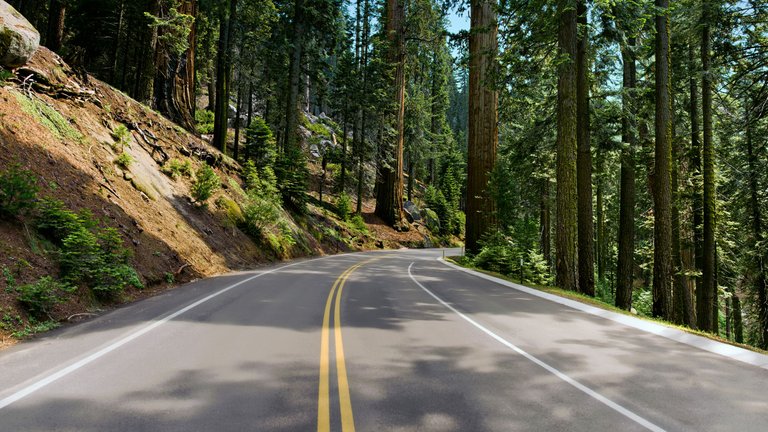 paved-road-trees-conifer-daylight-driving-1602532-pxhere.com copy.jpg