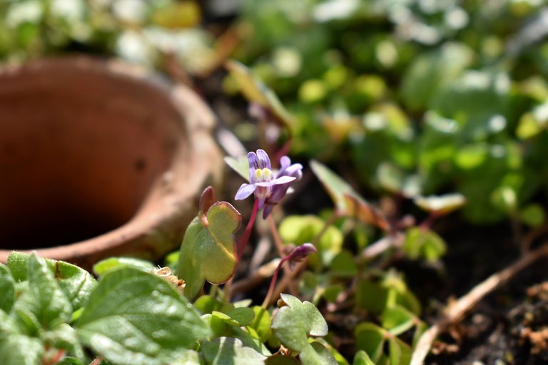 DSC_0210.JPG
