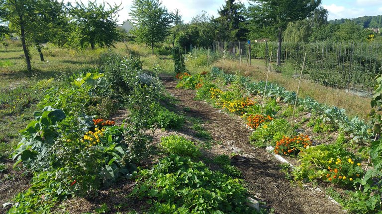 Permaculture_1.jpg
