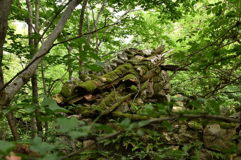 DSC_2810.JPG