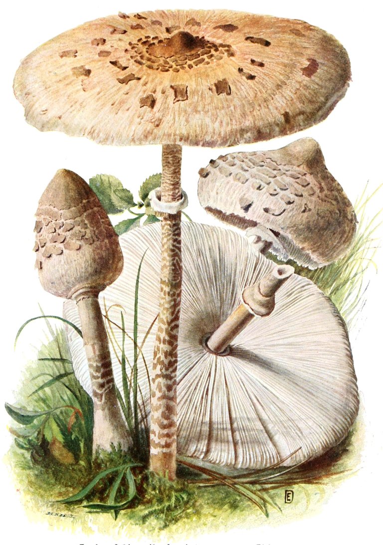 Macrolepiota-procera-gramberg-1913-pilzederheimatei00gram_0129.jpg