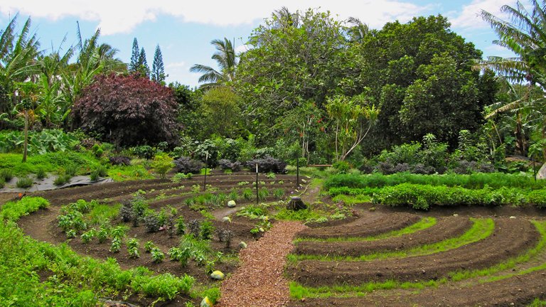 jardin-potager-permaculture.jpg