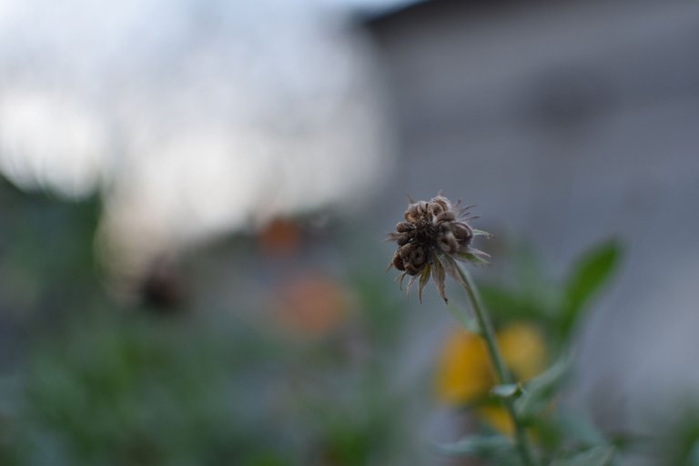 DSC_0137.JPG
