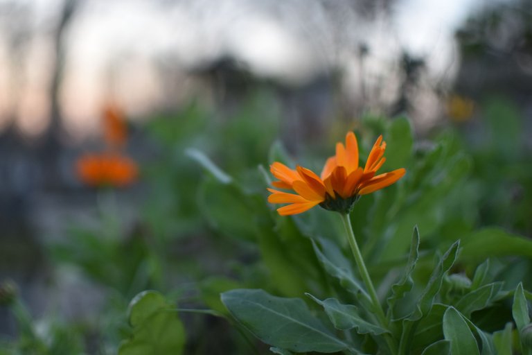 DSC_0135.JPG