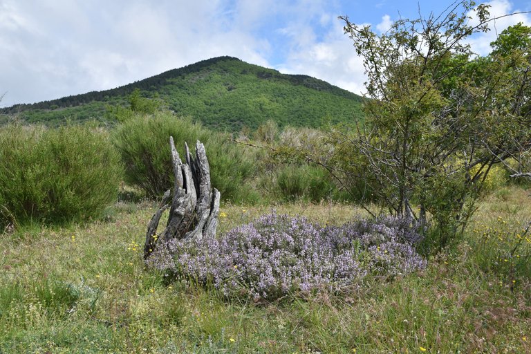DSC_1649.JPG