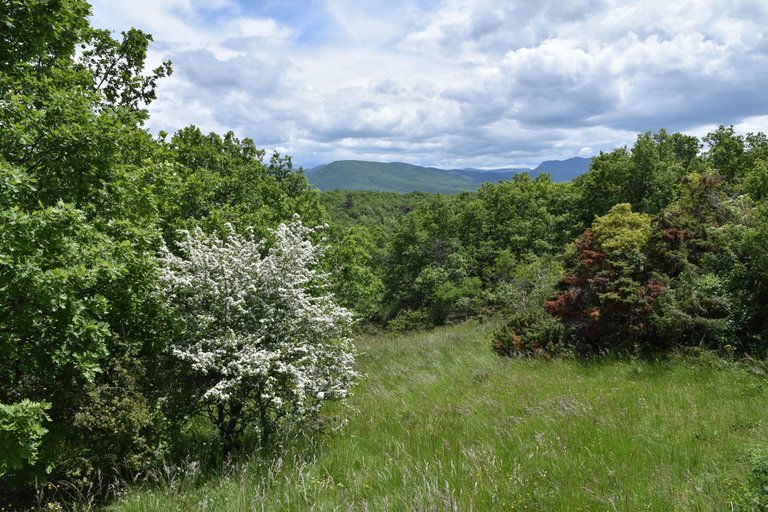 DSC_1909.JPG