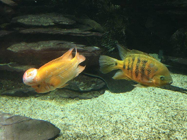 IMG_3767.JPG