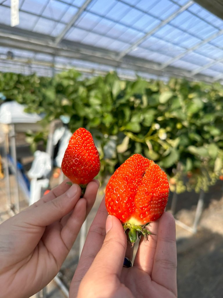 Last strawberries we had