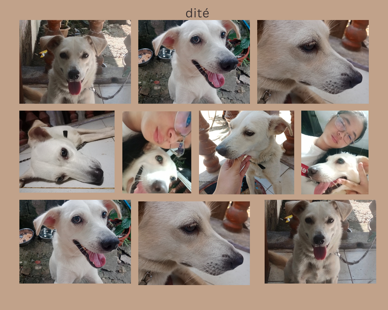 Gold Brown Multicolor Family Dog Photo Collage.png