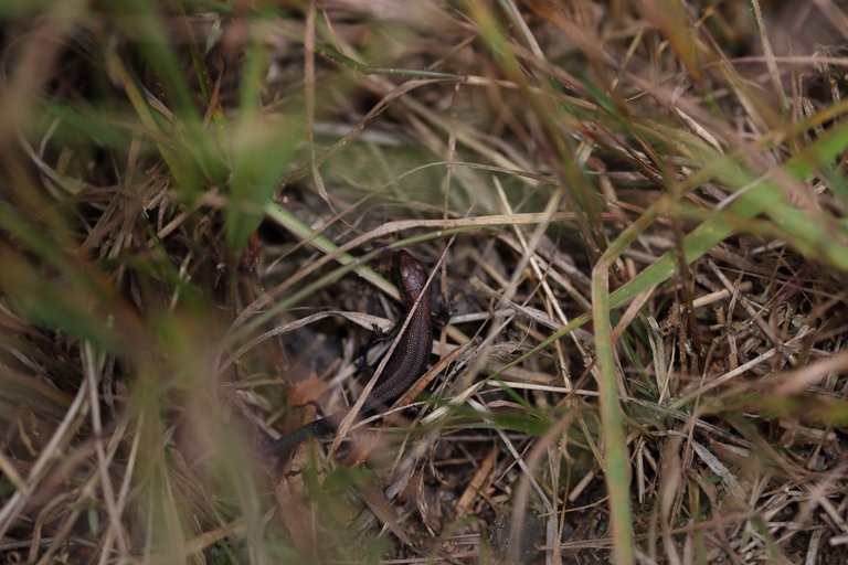 A viviparous lizard in grass