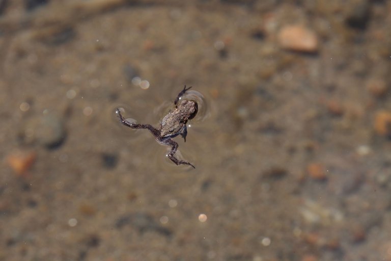 Frog swimming