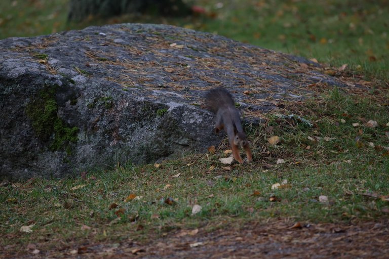 The squirrel leaps off the rock, towards the photographer