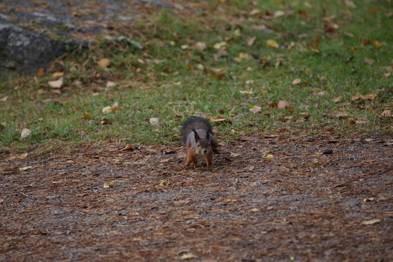 The squirrel is running towards the photographer