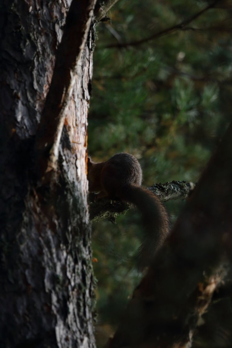 Now we can also see the squirrels butt