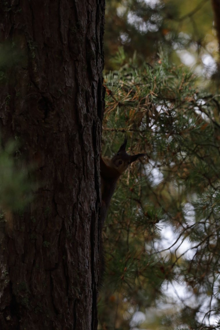 A squirrel in the tree, looking towards the camera