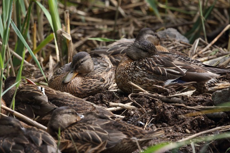 Ducks lying down