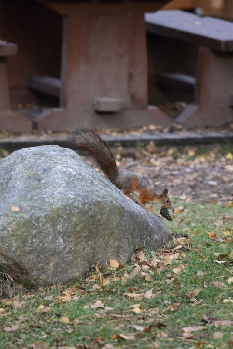 The squirrel coming dowm from the stone with the pinecone in it's mouth