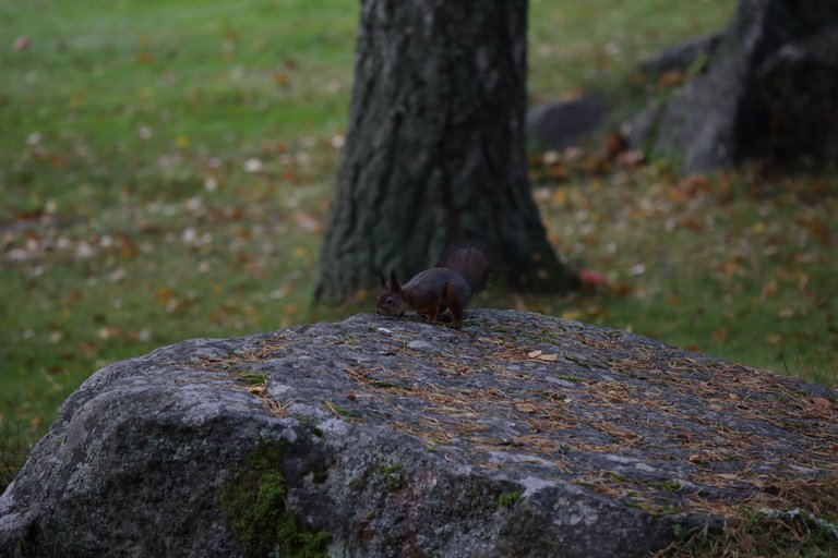 Squirrel is on a large rock, looking at something