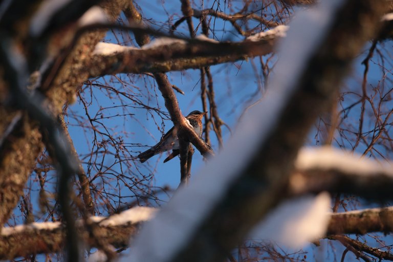 A larger bird in the tree