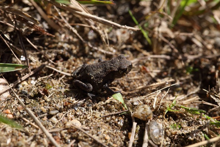 Frog sitting