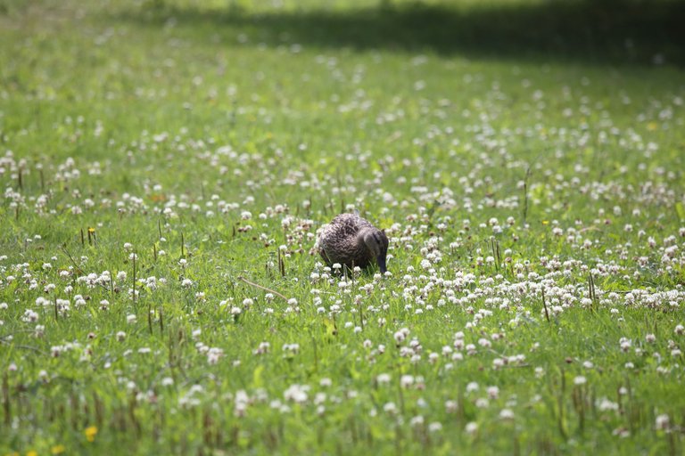 A duck eating something from a field of grass and clovers