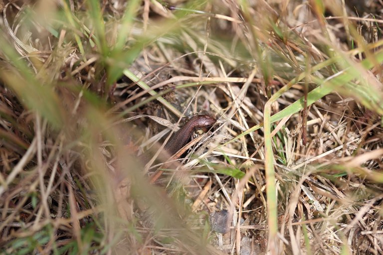 A viviparous lizard in grass