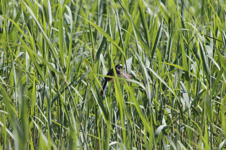 Wagtail in some reeds