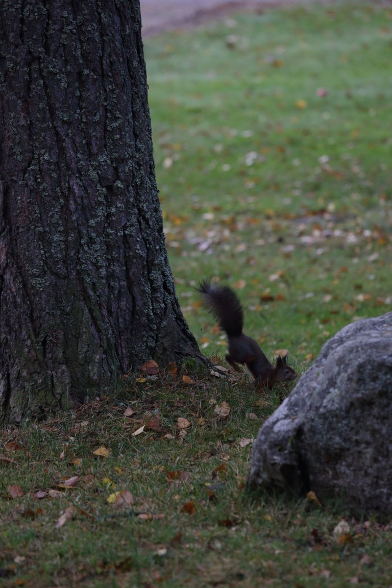 A squirrel lands on the grass after jumping down from a tree
