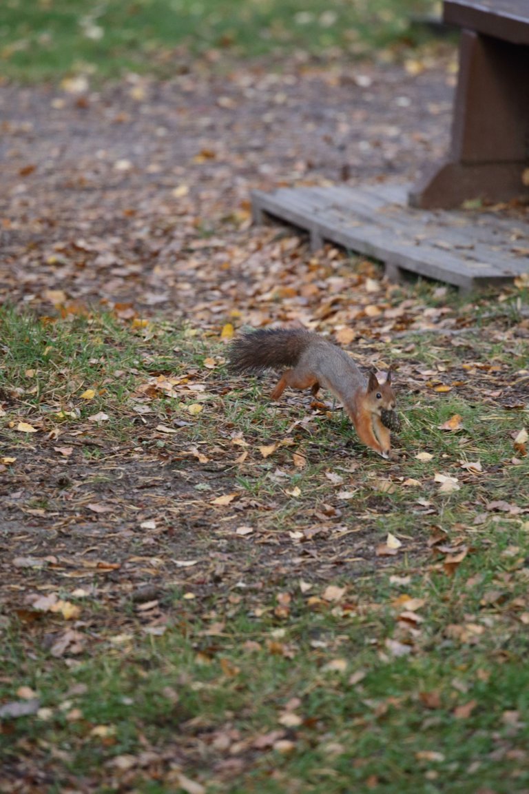A squirrel running with a pinecone in it's mouth