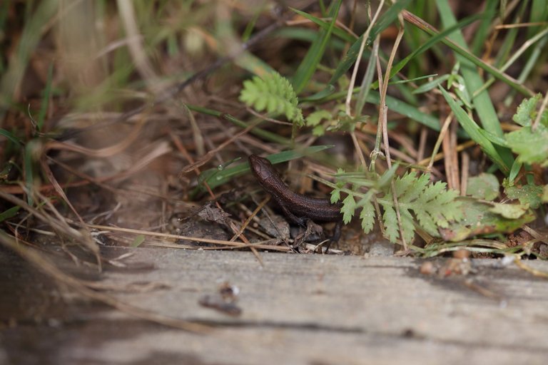 A viviparous lizard coming out of grass