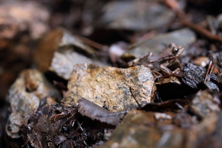 Frog behind a rock, as it jumped away